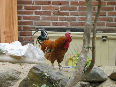 Rooster!
