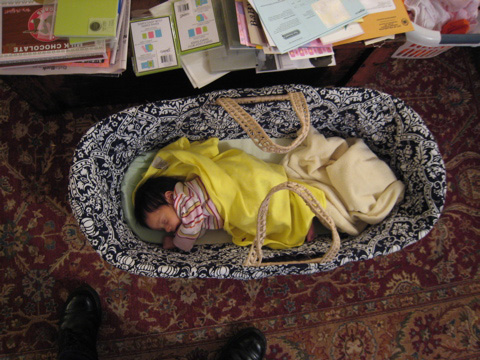 Blackbird sleeping in her basket, as seen from above.