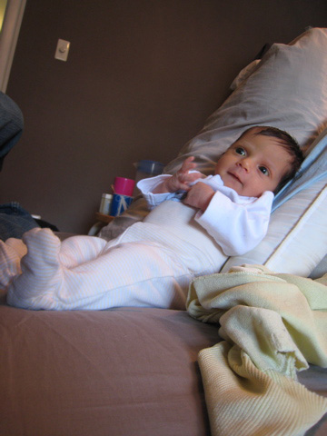 Blackbird sitting up in our bed, against some pillows.