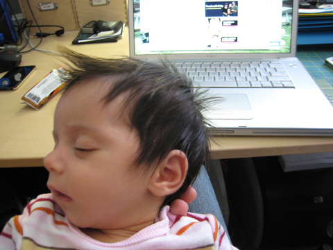 Blackbird sleeping in my hands in the office, seen in front of my desk and laptop, sporting her spiked hair.