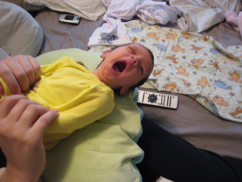 Blackbird yawns on Mom's lap.