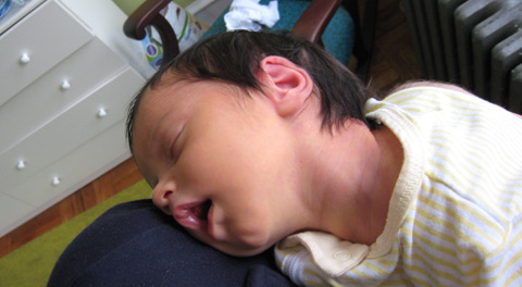 Blackbird asleep on my shoulder, head lolling.